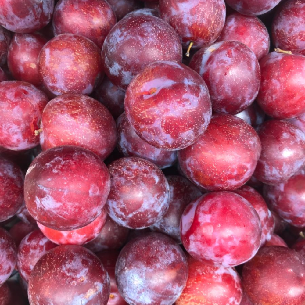 Mận đỏ đà lạt trái cây thiên long, vựa trái cây