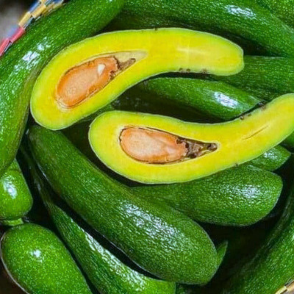 bơ đà lạt, trái cây thiên long, vựa trái cây