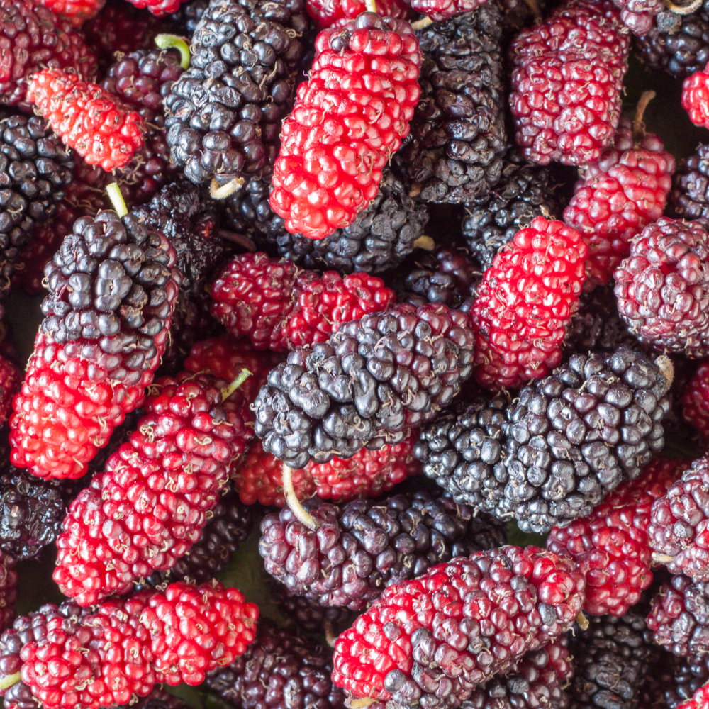 dâu tằm đà lạt, trái cây thiên long