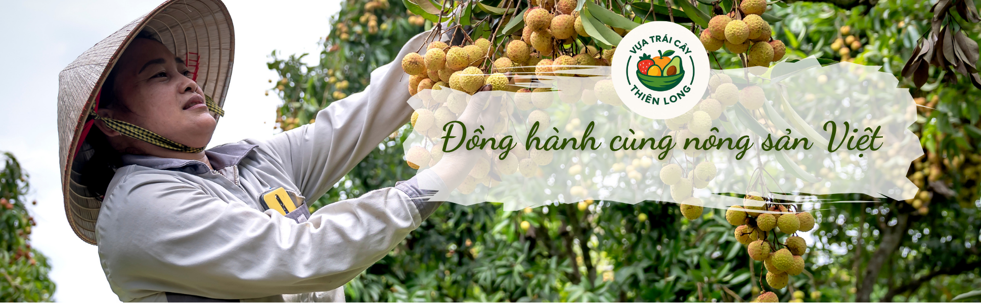 vựa trái cây, vựa trái cây thiên long